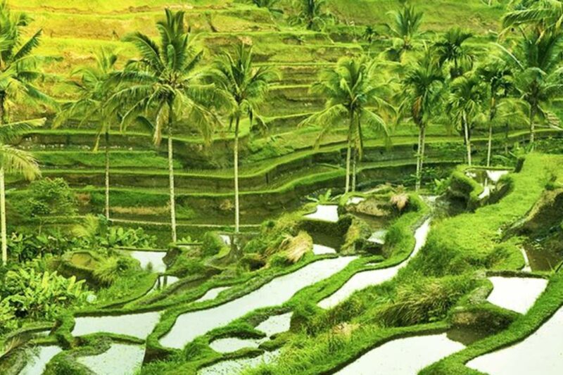 Subak Tegalalang: Keajaiban Sawah Terasering Bali dan Warisan Budaya yang Hidup
