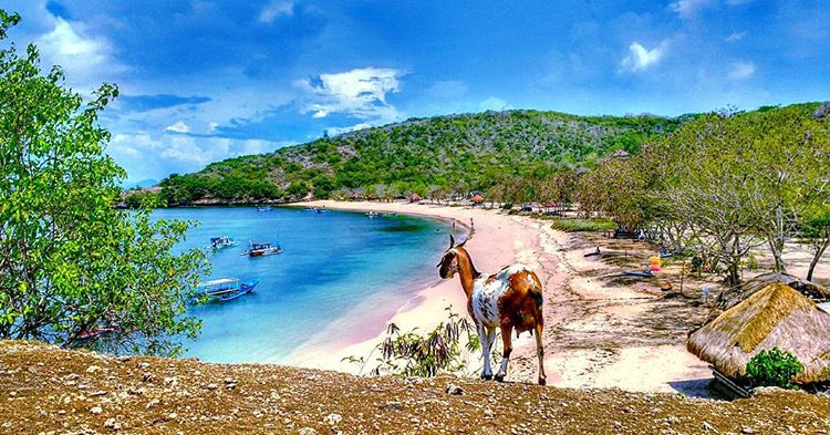 Pantai Tangsi Lombok Timur - pantai pasir pink dengan warna soft yang memesona di Nusa Tenggara Barat