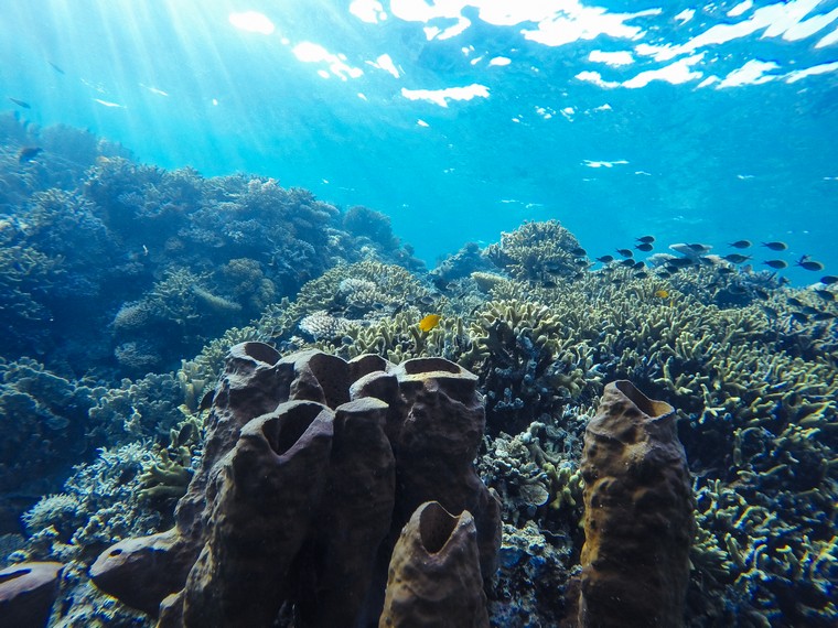 Hamparan terumbu karang keras (hard coral) yang sehat dan beraneka ragam di perairan Togean, menciptakan lanskap bawah laut yang megah.